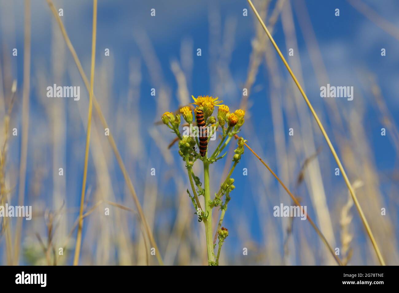Chenille de Tyria Jacobaeae à rayures orange et noires se nourrissant sur Jacobaea vulgaris sur un Meadow avec ciel bleu. Banque D'Images