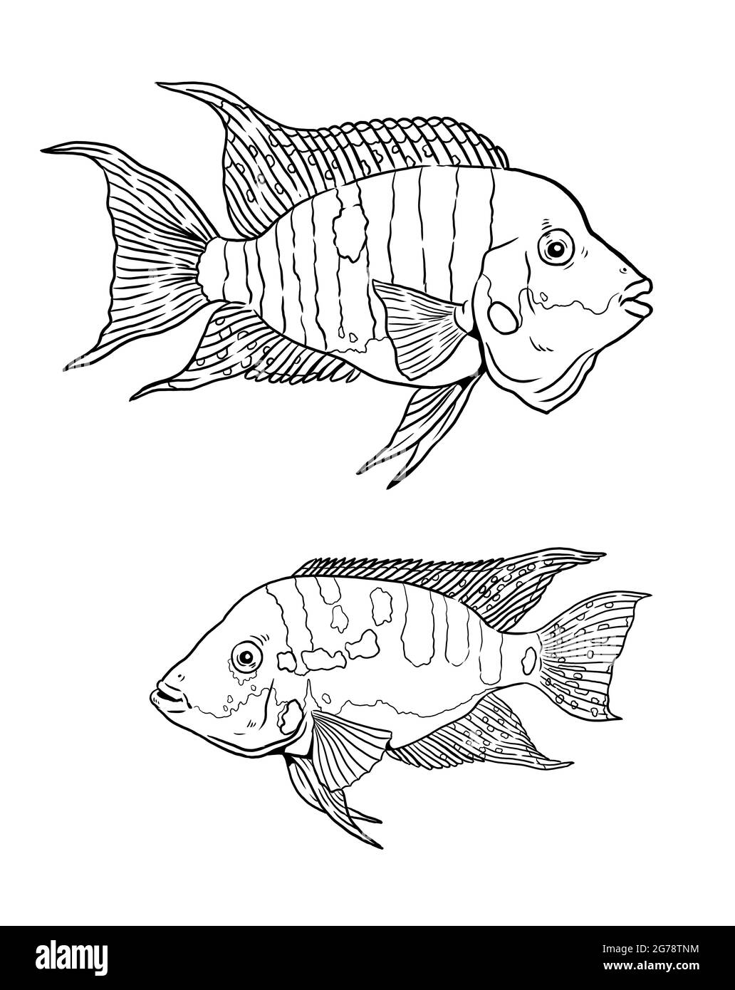 Aquarium avec cichlid Firemouth pour colorier. Modèles de poissons colorés. Livre de coloriage pour les enfants et les adultes. Banque D'Images
