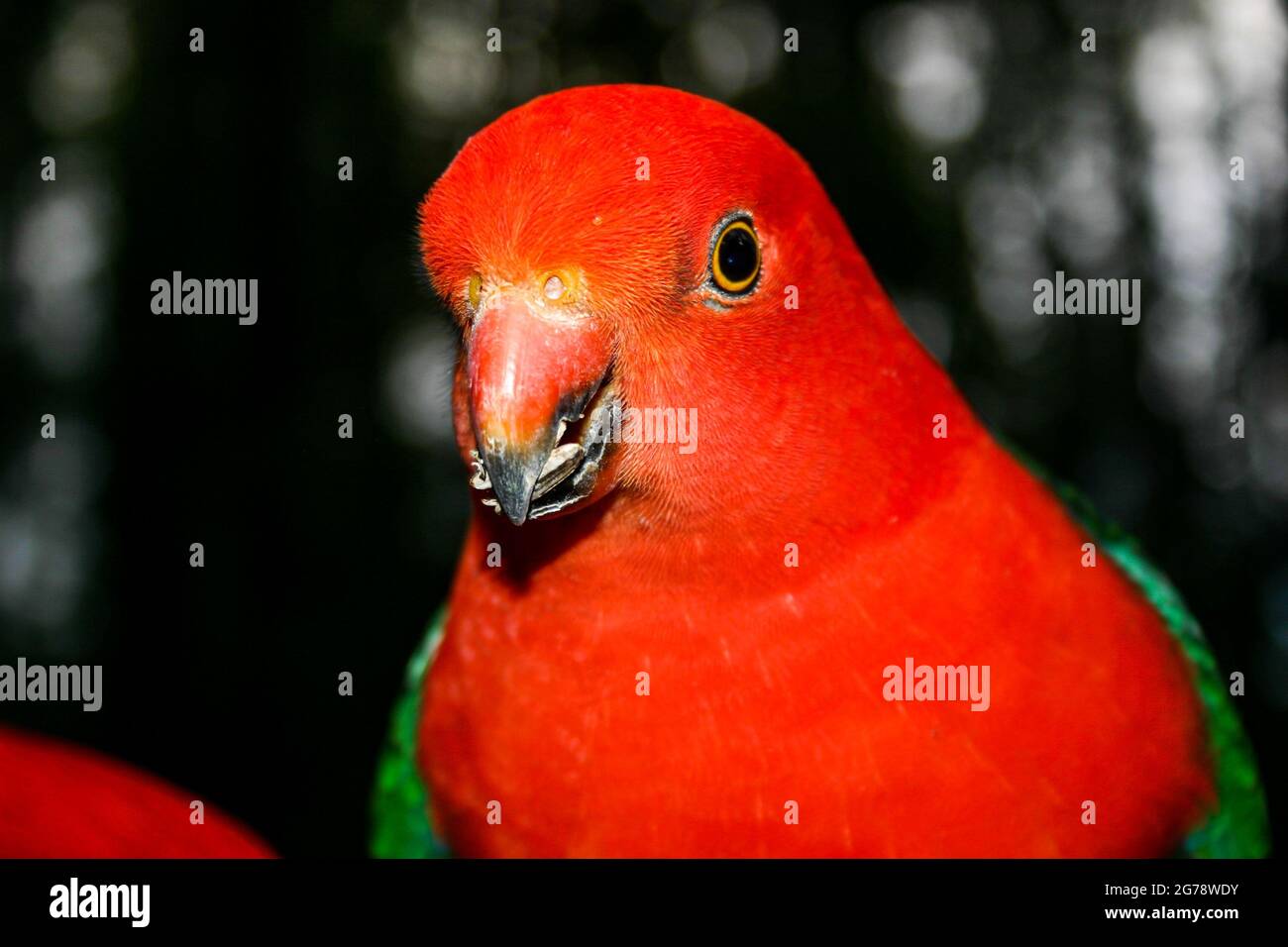 Un oiseau rouge et gris de couleur vive de Parrot de roi manger des graines Banque D'Images