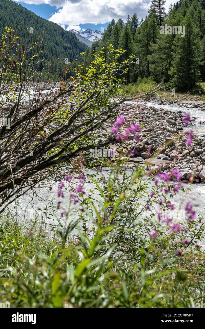 Europe, Autriche, Tyrol, Alpes de l'Ötztal, Ötztal, Pittoresque cours d'eau de la Gurgler Ache entre Zwieselstein et Obergurgl Banque D'Images