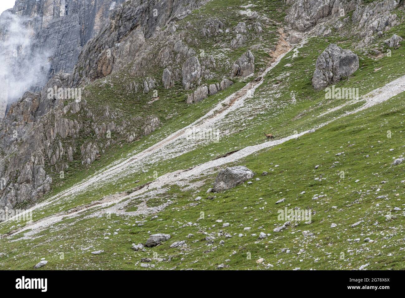 Europe, Autriche, Tyrol, Alpes de Stubai, Pinnistal, Chamois devant le Serleskamm rocheux Banque D'Images