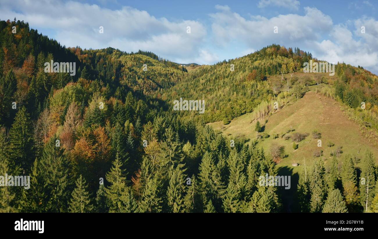 Crêtes de montagne avec forêt de pins. Personne paysage de la nature à l'automne. Des plantes vertes et de l'herbe aux gammes de montage. Alpinisme cinématographique au tir de drone de lumière du soleil. Carpates, Ukraine, Europe Banque D'Images