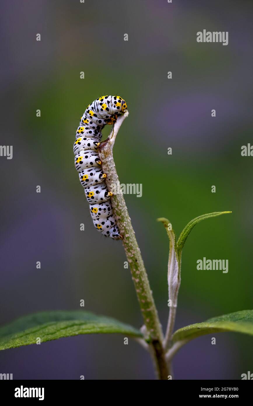 Mullein Moth - magnifique chenille de mullein appréciant la tordeuse du jardin Banque D'Images