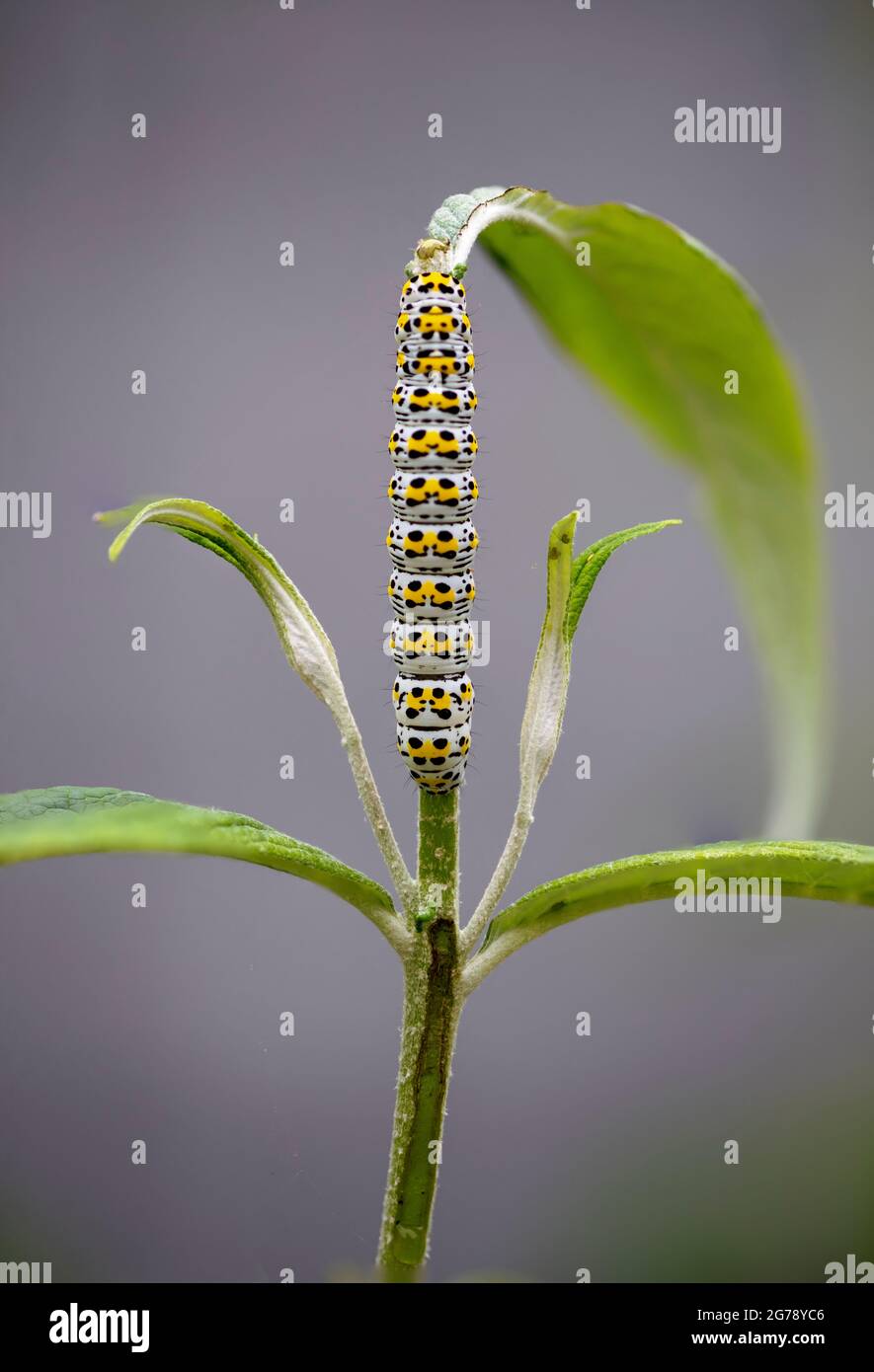 Mullein Moth - magnifique chenille de mullein appréciant la tordeuse du jardin Banque D'Images