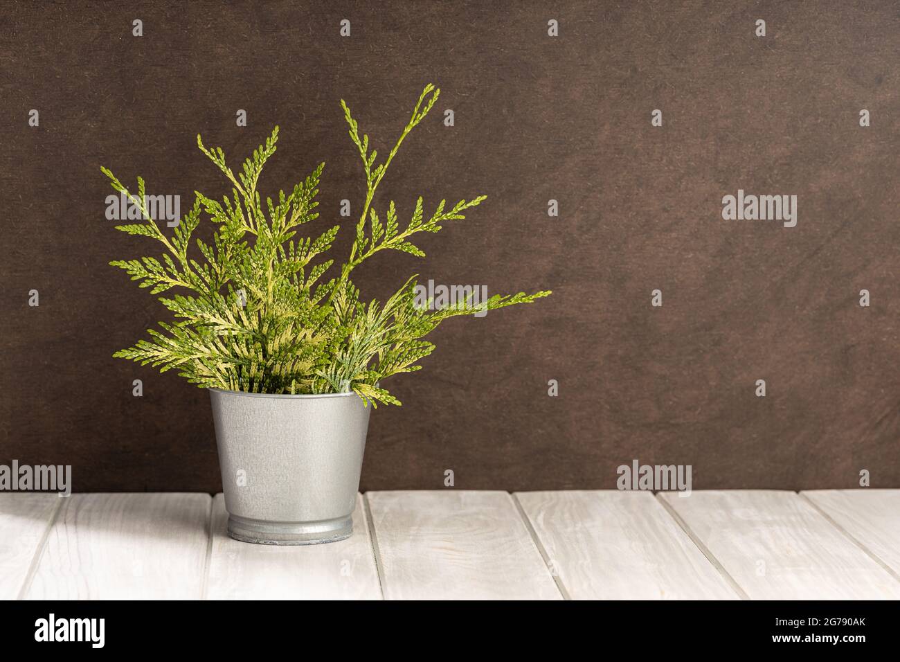 Table blanche en bois vide avec pot de plantes vert et fond de mur texturé brun. Copier l'espace Banque D'Images Table blanche en bois vide avec pot de plantes vert et fond de mur texturé brun. Copier l'espace Banque D'Images
