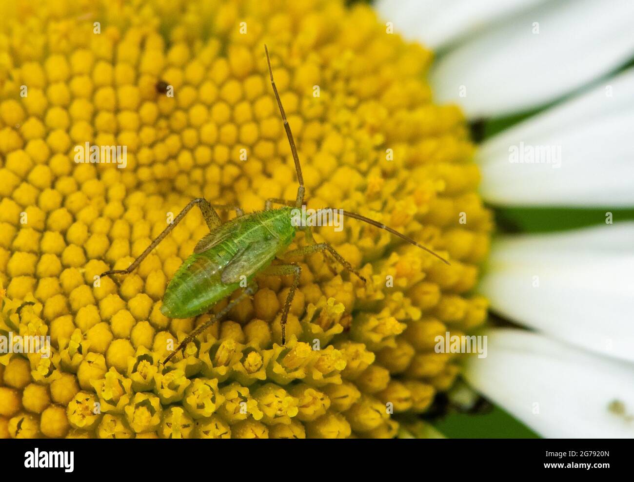 Une nymphe de capside verte commune sur une Marguerite Oxeye, Chipping, Preston, Lancashire, Royaume-Uni Banque D'Images