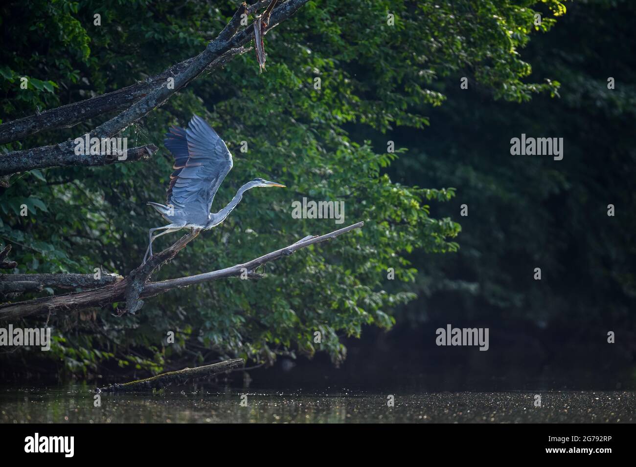 Héron gris sur l'arbre. Oiseau de passage à gué sauvage avec de longues jambes et bec avec de l'eau verte floue sur l'arrière-plan sur la branche Banque D'Images