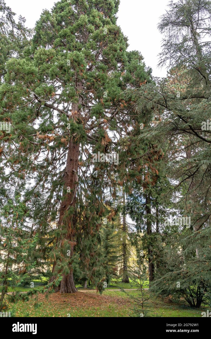Europe, Allemagne, Bade-Wurtemberg, Stuttgart, Château de Hohenheim, sequoia dans les jardins de Hohenheim en face du château de Hohenheim Banque D'Images
