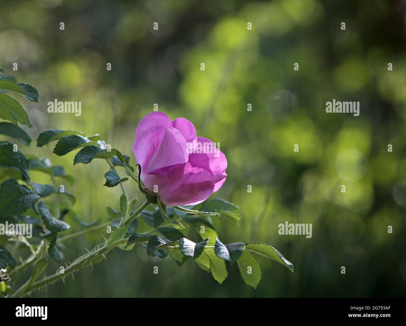 Beach rose (Rosa rugosa) blooming with parfumé fleurs violettes. La plantation interdite en Finlande Banque D'Images