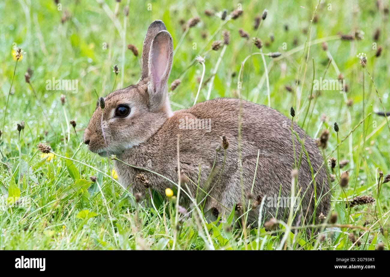 Lapin (Oryctolagus cuniculus) Banque D'Images