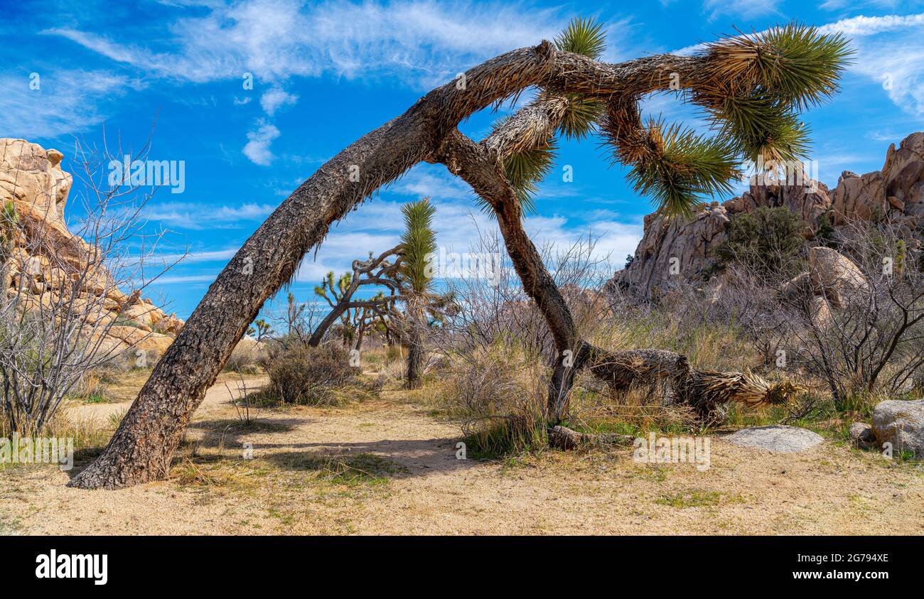 Archased joshua Trees au parc national de Californie Banque D'Images
