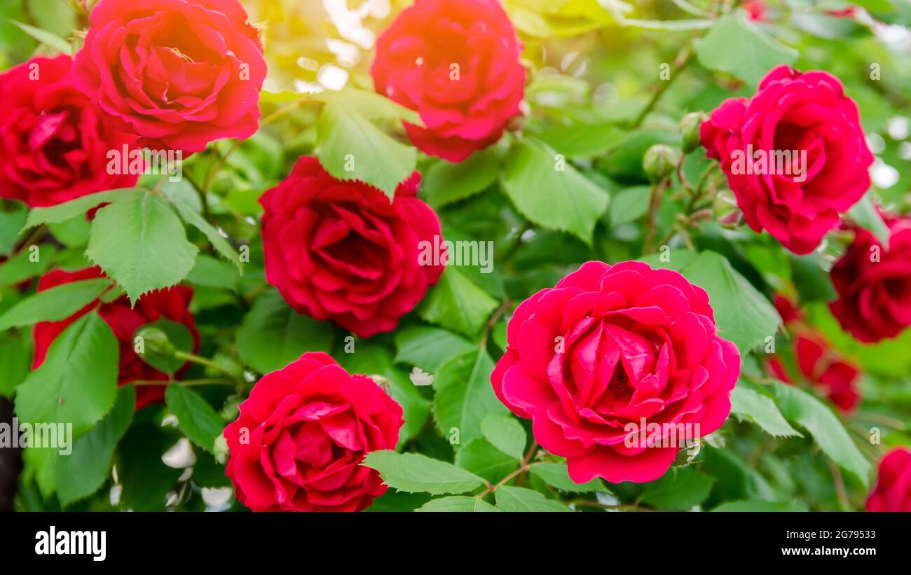 Bush d'une belle rose rouge en fleurs dans le jardin. Belle fleur parfumée. Mise au point sélective Banque D'Images