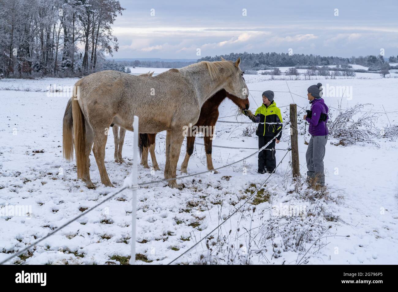 Europe, Allemagne, Bade-Wurtemberg, Heckengäu, Aidlingen, Garçon nourrit des chevaux à Wintry Heckengäu Banque D'Images