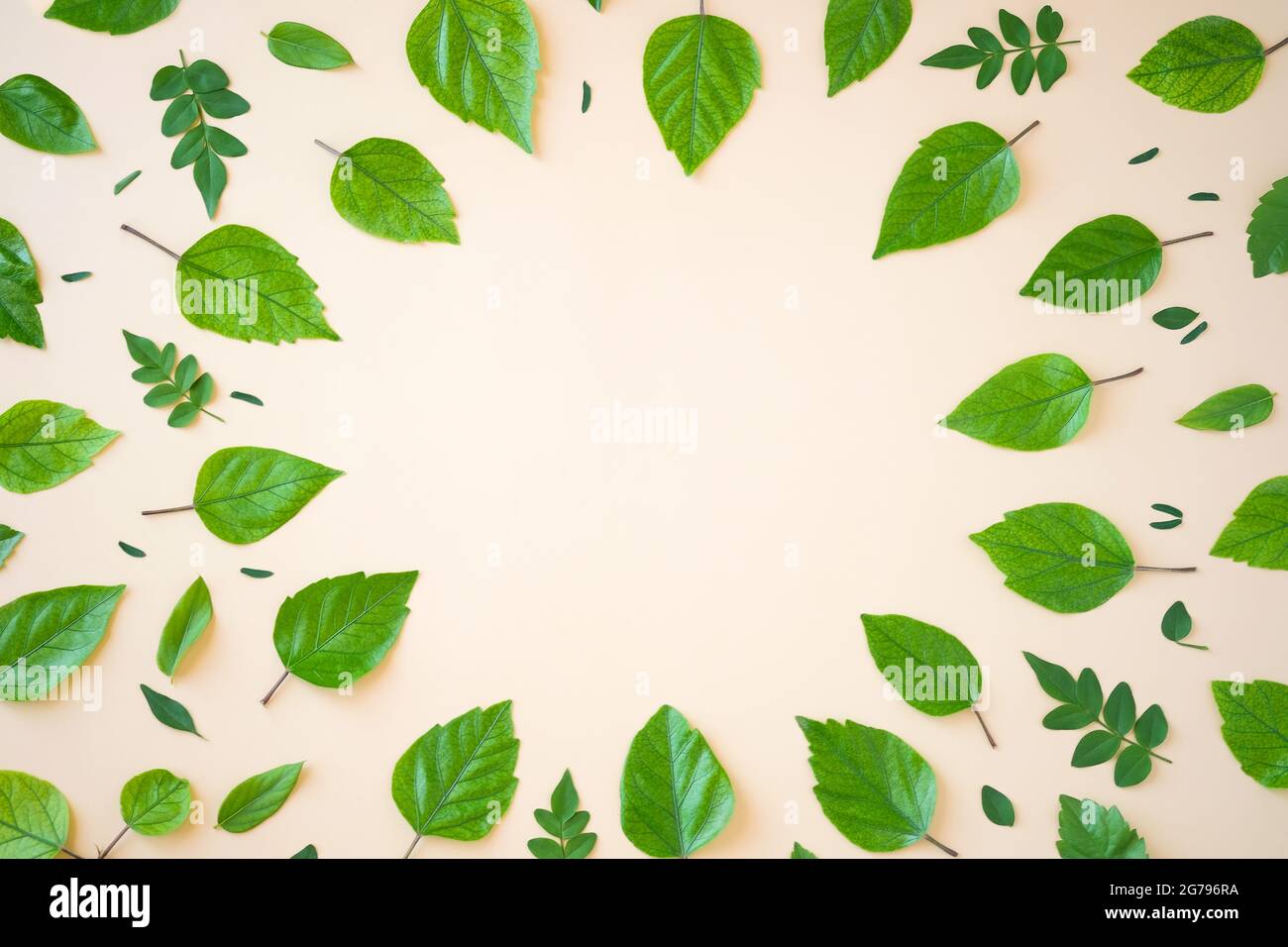 Cadre en forme de cercle créatif à partir de feuilles vertes, espace de copie, mise en page, plat, pour carte publicitaire ou invitation, écologie et concept de la nature. Banque D'Images