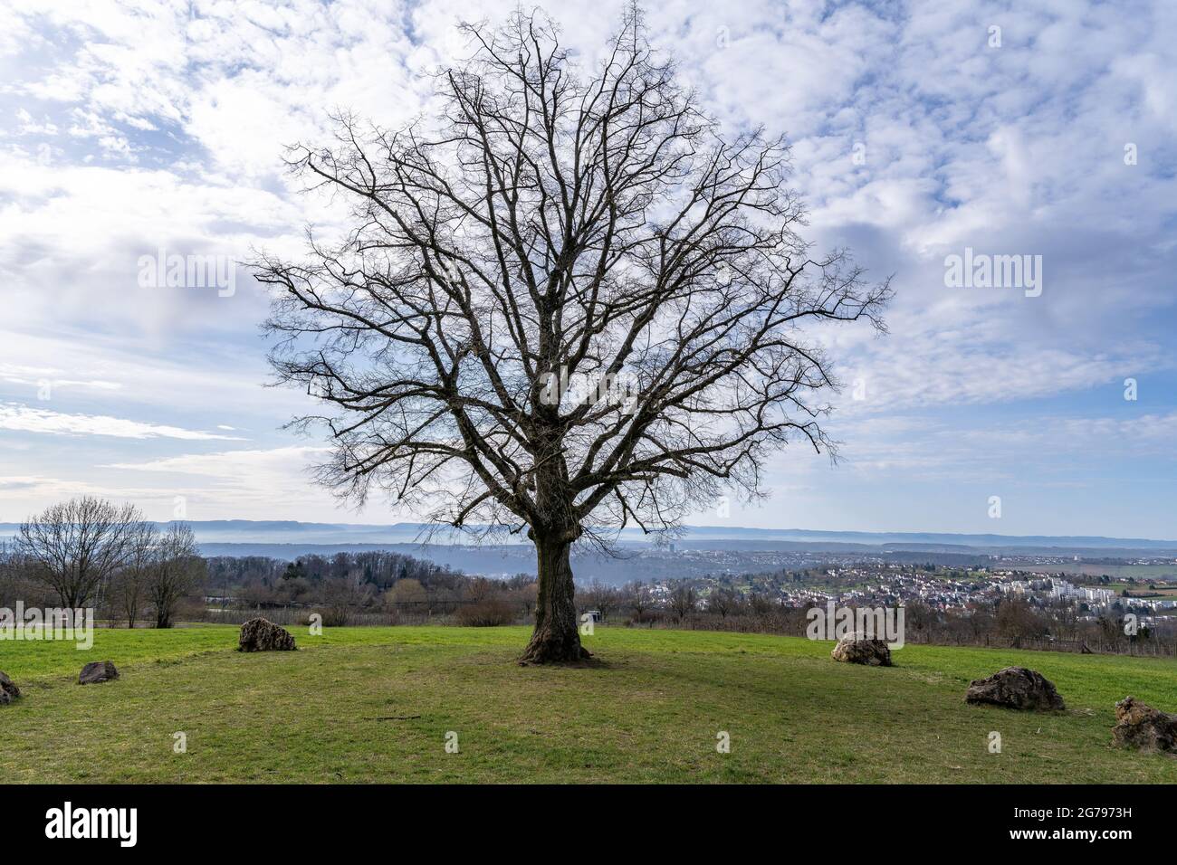 Europe, Allemagne, Bade-Wurtemberg, Esslingen, zone de protection du paysage d'Esslingen, légendaire Katharinenlinde près d'Esslingen Banque D'Images