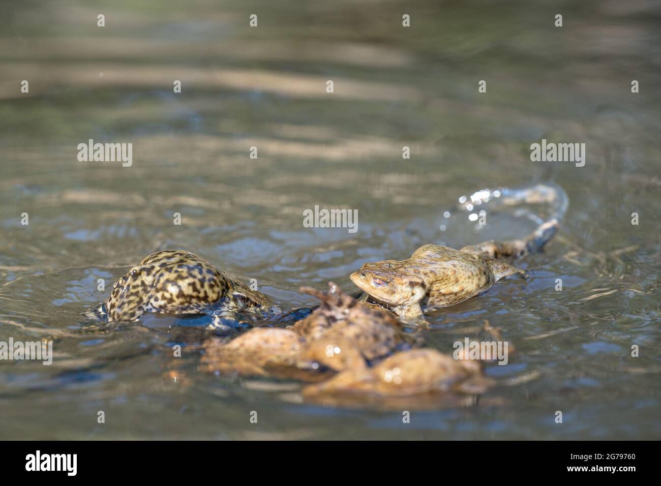L'Europe, l'Allemagne, le Bade-Wurtemberg, la région de Schönbuch, rivalisent avec les crapauds mâles pendant la saison de frai Banque D'Images
