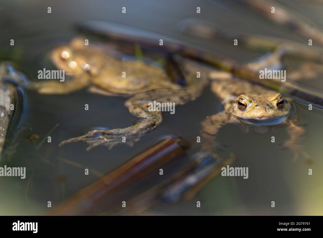Europe, Allemagne, Bade-Wurtemberg, région de Schönbuch, crapauds communs dans l'étang Banque D'Images