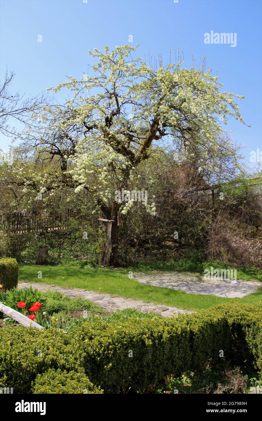 Jardin d'herbes dans le monastère de Benediktbeuern, conçu comme un jardin d'exposition, la spirale d'herbes, le jardin de méditation et l'oasis de calme, le centre pour l'environnement et la culture, la fleur d'arbre de pomme, maison, boîte, arbre de boîte, chemin, pavés Banque D'Images