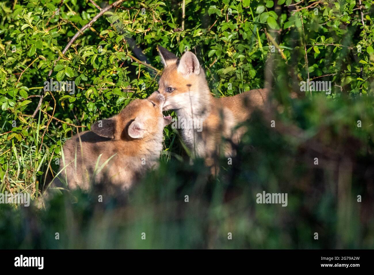 Chiots renards Banque D'Images