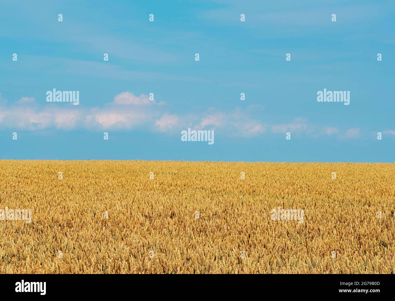blé mûr sur le terrain contre ciel bleu d'été Banque D'Images