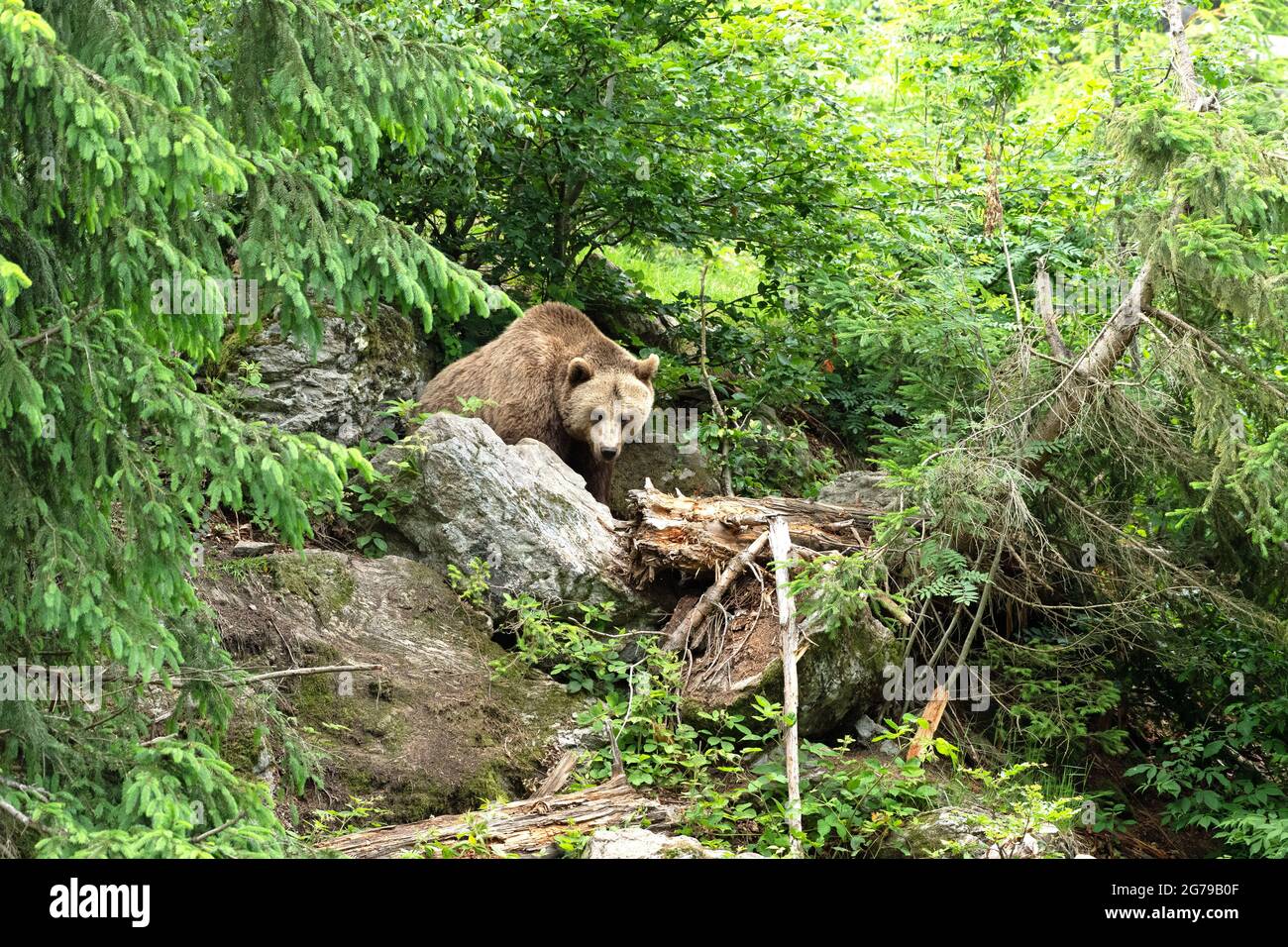 Ours brun au printemps Banque D'Images