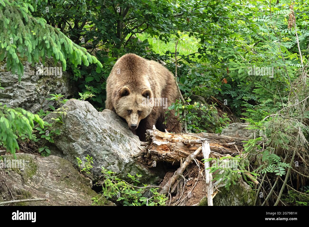 Ours brun au printemps Banque D'Images