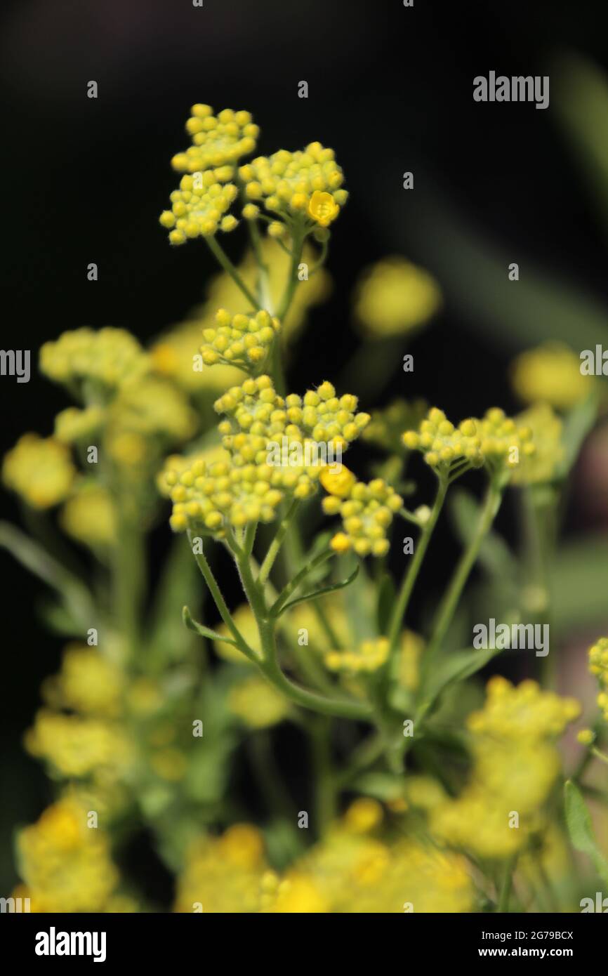 Rock Stone Herb (Alyssum saxatile) syn. Aurinia saxatile, syn. Pierre de printemps riche, cresson de pierre de roche Banque D'Images