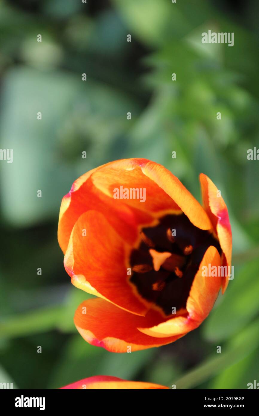 Coupe de tulipe orange prise d'en haut, tulipe, Banque D'Images