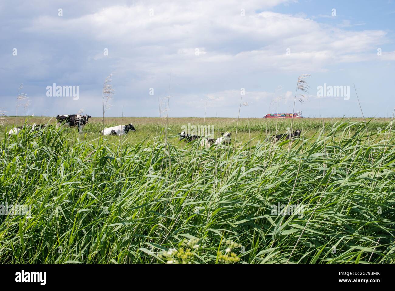 Bovins, bovins domestiques, vaches dans le nord de l'Allemagne sur la mer du Nord. Banque D'Images