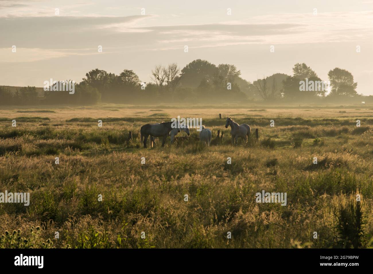 Ambiance matinale brumeuse avec des chevaux en arrière-plan dans le Schleswig-Holstein sur la mer Baltique, Bülk, Allemagne Banque D'Images