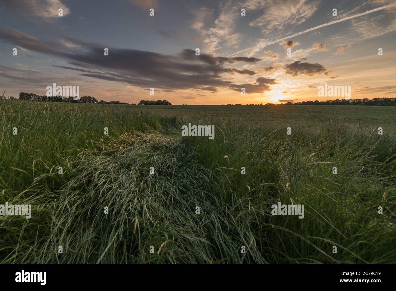 Vaste paysage, champ de maïs près du canal de Kiel près de Kiel au coucher du soleil, Altwittenbek, Allemagne Banque D'Images