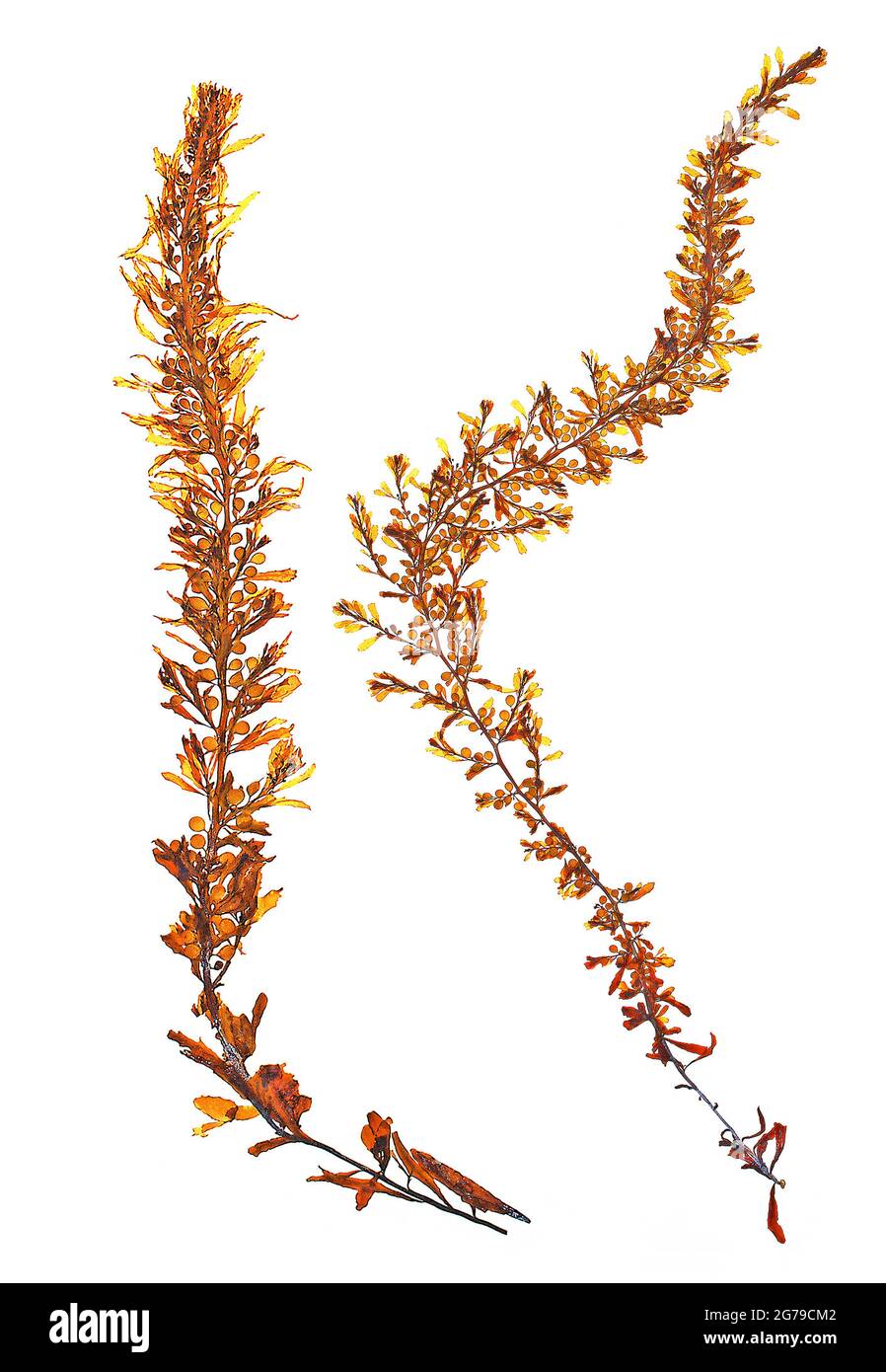 Sargassum muticum (Yendo) Fensholt, algue brune (Phaeophyceae) Banque D'Images