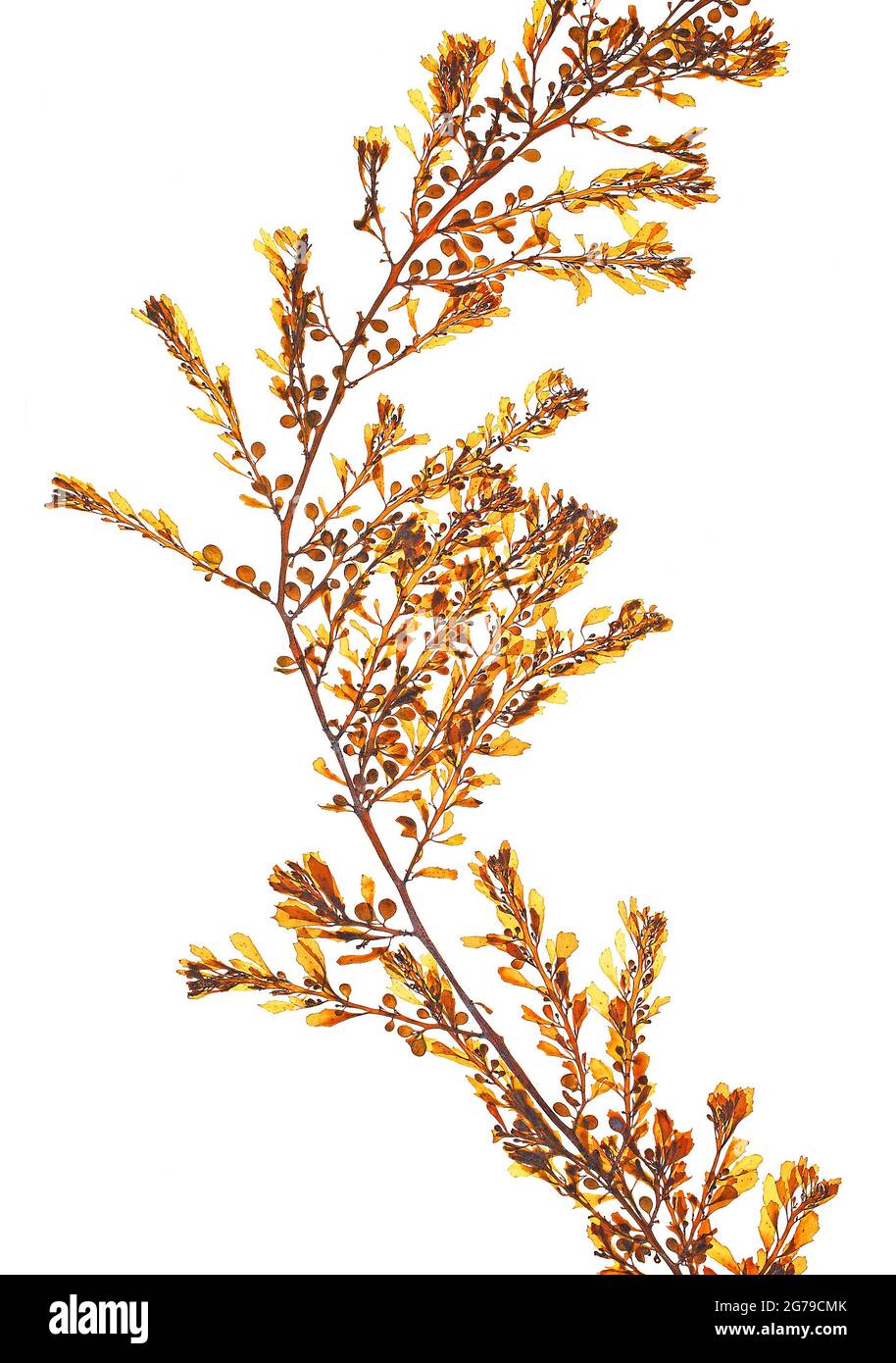 Sargassum muticum (Yendo) Fensholt, algue brune (Phaeophyceae) Banque D'Images