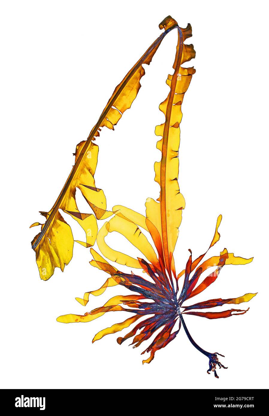 Alaria esculenta, (Linnaeus) Gréville 1830, algue brune (Phaeophyceae) Banque D'Images