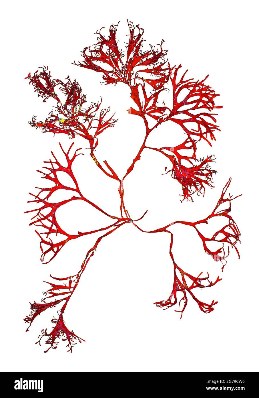 Mastocarpus stellatus (Stackhouse) Guiry à Guiry, JA Ouest, D.-H. Kim et Masuda, algue rouge (Florideophyceae) Banque D'Images