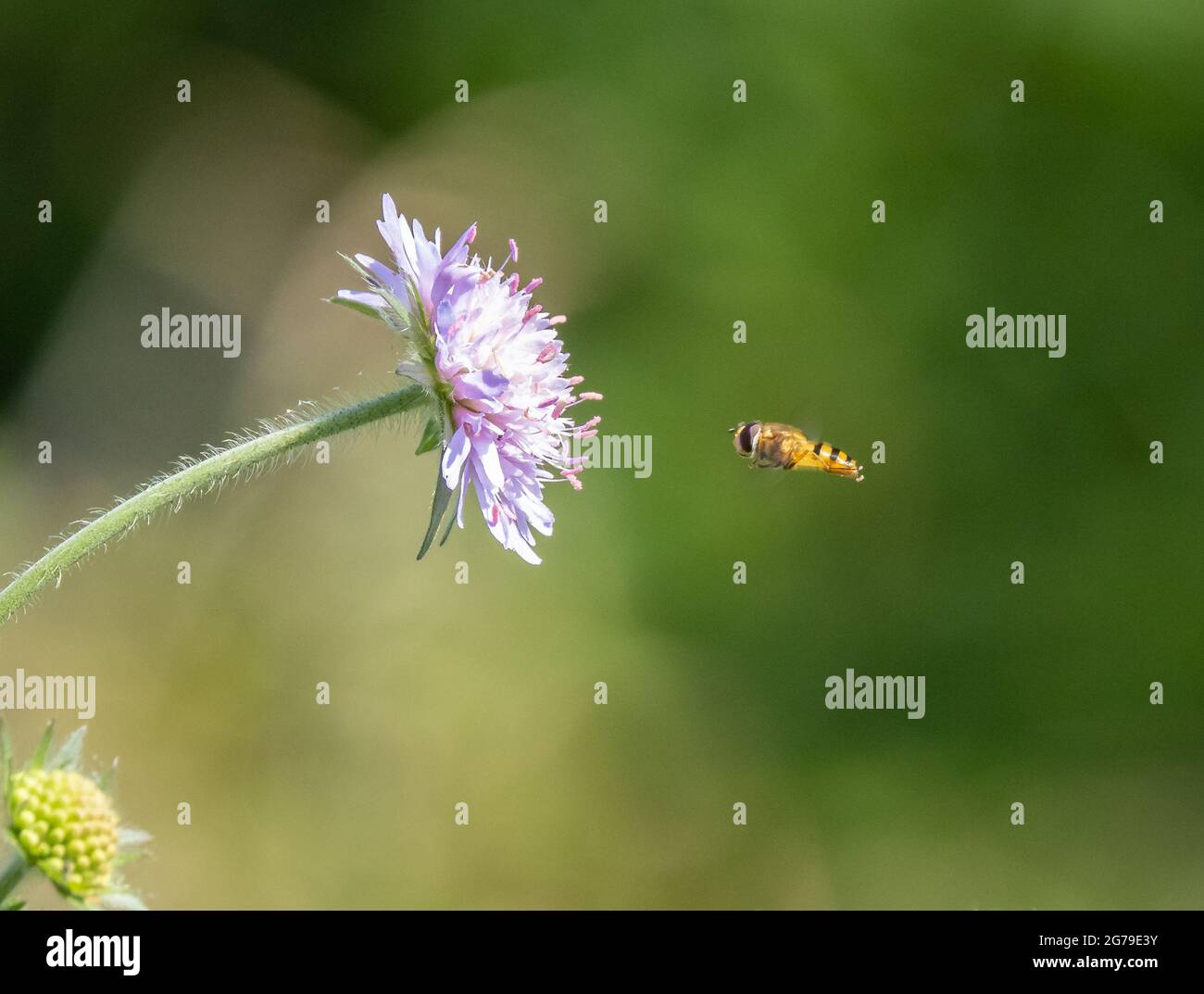 Une mouche à l'approche d'une fleur de champ Scabhious Knautia arvensis - Dorset UK Banque D'Images