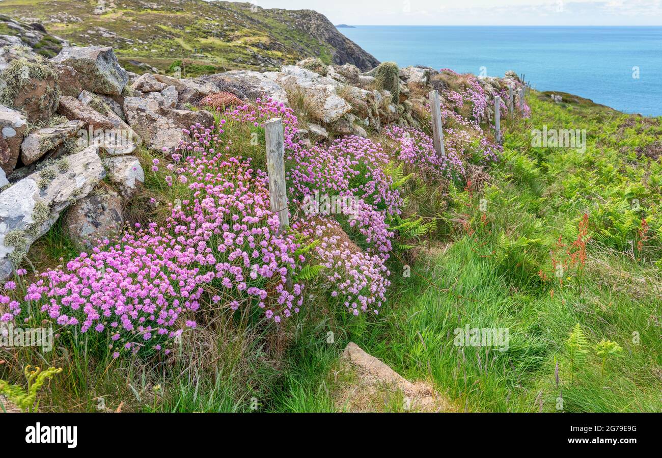 Des roses de mer Armeria maritima poussent le long d'un mur en haut de la cliftop sur le chemin de la côte de Pembrokeshire au sud du pays de Galles au Royaume-Uni Banque D'Images