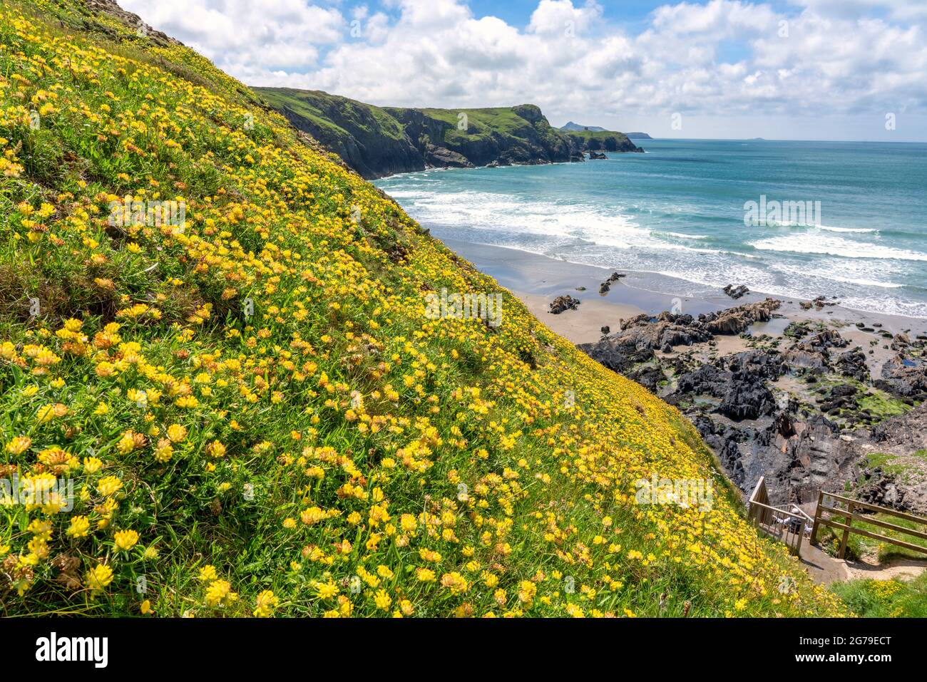 Falaises couvertes de fleurs de rein au-dessus de la plage de Traeth Llyfn à marée basse, en direction de la tour Abereiddi sur la côte du Pembrokeshire au Royaume-Uni Banque D'Images