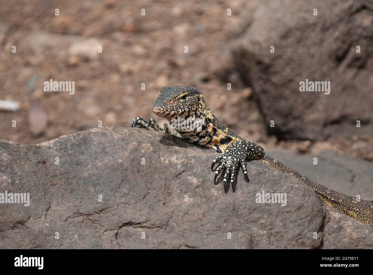 Tête et avant griffes de Lizard (Varanus niloticus) noir et jaune de surveillance de l'eau du Nil, se baquant sur une roche. Près du camp de repos de Skukuza, parc national Kruger. Banque D'Images