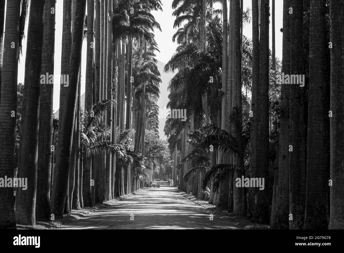 Avenue de palmiers royaux (palmiers Roystonea oleracea) au Jardim Botanico (jardin botanique), situé dans le quartier Jardim Botanico dans la zone sud de Rio de Janeiro, au Brésil Banque D'Images