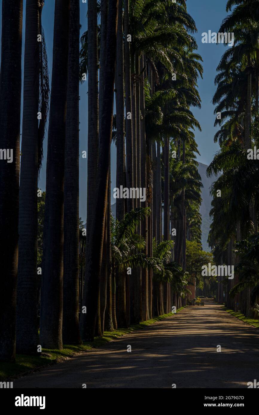 Avenue de palmiers royaux (palmiers Roystonea oleracea) au Jardim Botanico (jardin botanique), situé dans le quartier Jardim Botanico dans la zone sud de Rio de Janeiro, au Brésil Banque D'Images