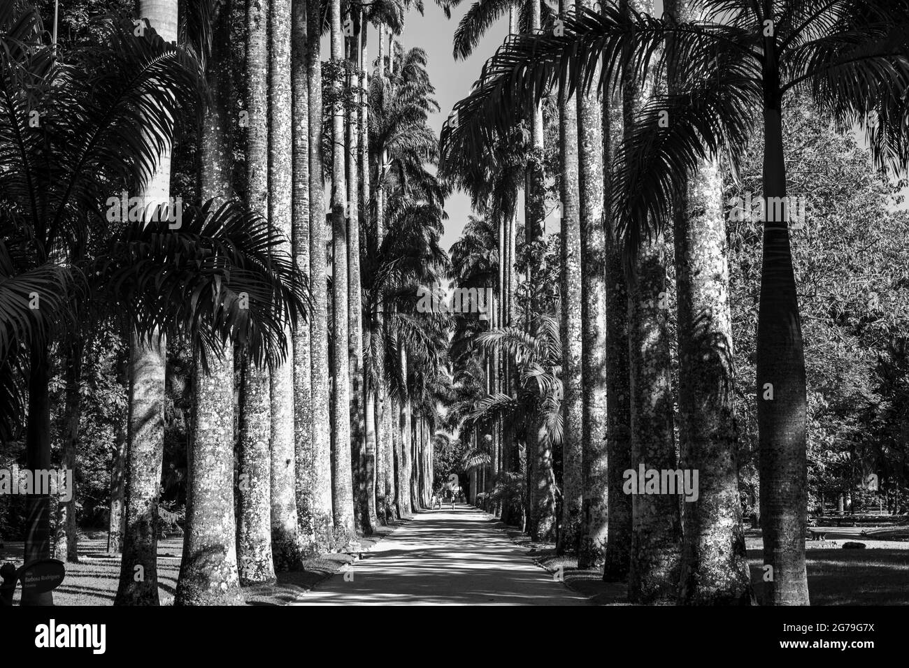 Le jardin botanique de Rio de Janeiro ou Jardim Botânico est situé dans le quartier Jardim Botânico, dans la zone sud de Rio de Janeiro.Le jardin botanique montre la diversité de la flore brésilienne et étrangère. Banque D'Images Le jardin botanique de Rio de Janeiro ou Jardim Botânico est situé dans le quartier Jardim Botânico, dans la zone sud de Rio de Janeiro.Le jardin botanique montre la diversité de la flore brésilienne et étrangère. Banque D'Images