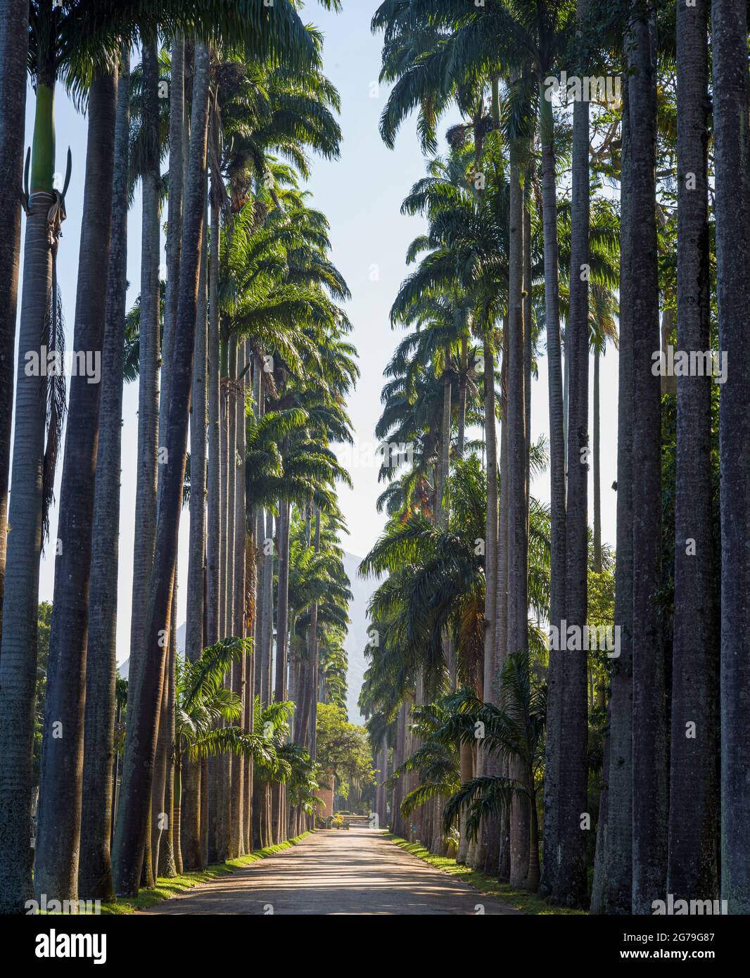Avenue de palmiers royaux (palmiers Roystonea oleracea) au Jardim Botanico (jardin botanique), situé dans le quartier Jardim Botanico dans la zone sud de Rio de Janeiro, au Brésil Banque D'Images