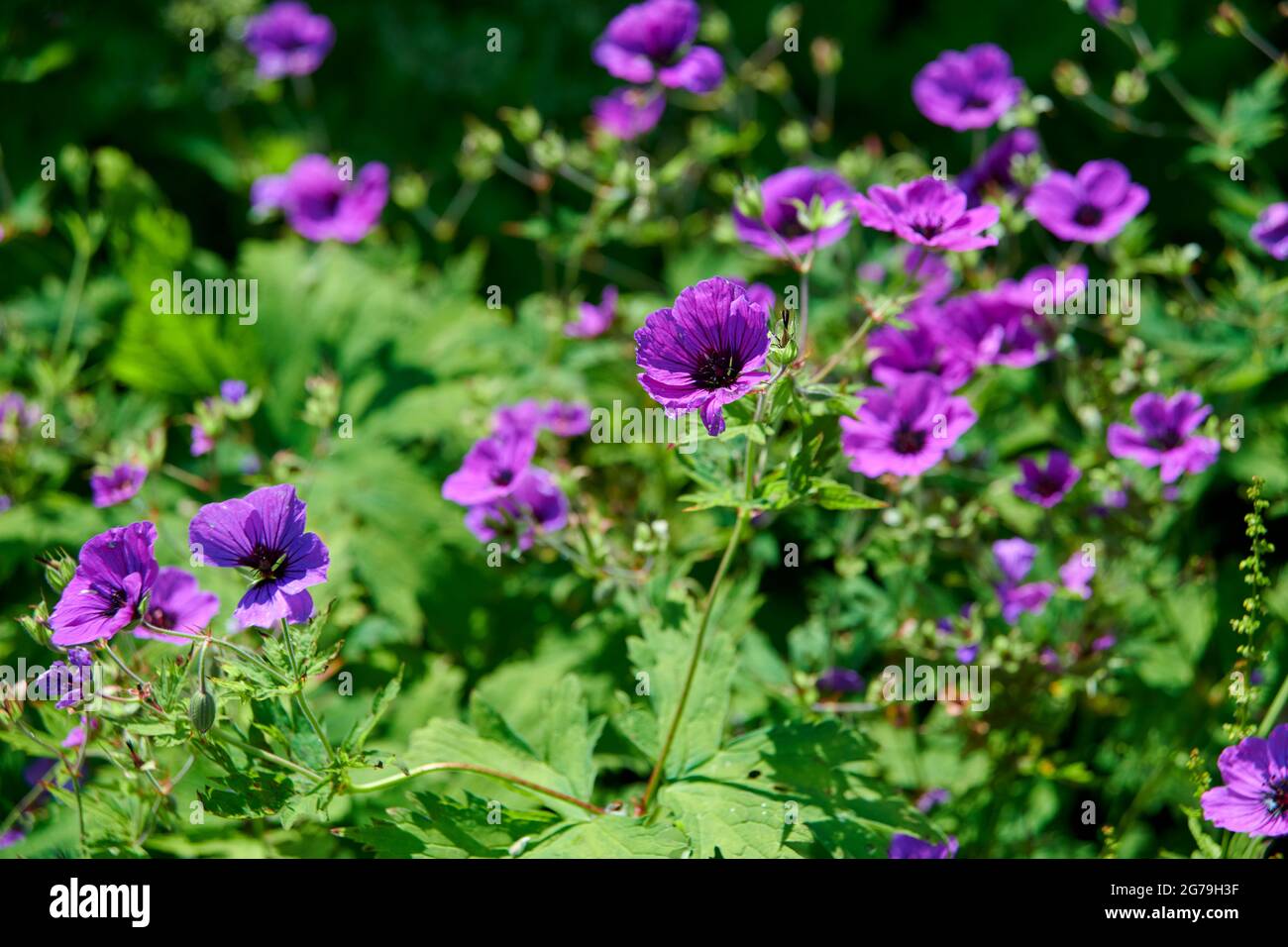 Géranium de Hardy (géranium bohemicum) ou Cranesbill poussant dans un jardin anglais pendant les mois d'été. Angleterre, Royaume-Uni, GB. Banque D'Images