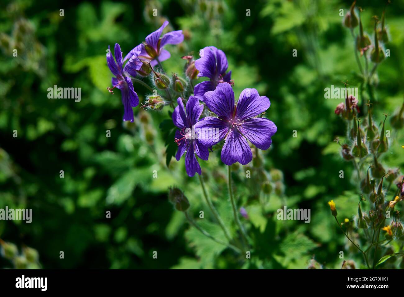 Géranium de Hardy (géranium bohemicum) ou Cranesbill poussant dans un jardin anglais pendant les mois d'été. Angleterre, Royaume-Uni, GB. Banque D'Images