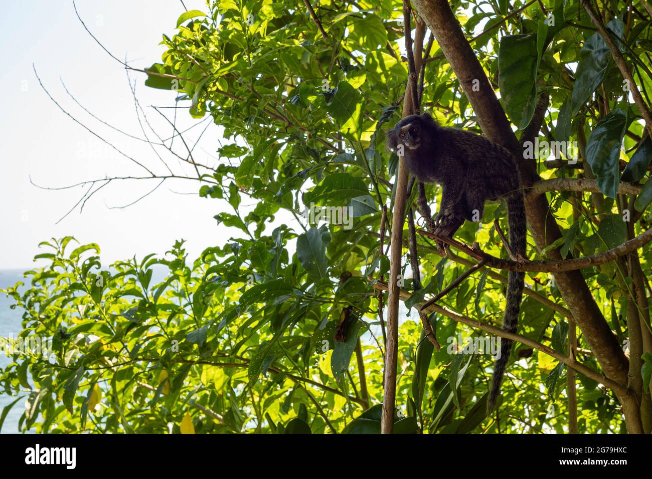 Un singe sagui dans la nature à Rio de Janeiro, Brésil. Le marmoset touffeté noir (callithirix penicillata) vit principalement dans les forêts de galeries néo-tropicales du plateau central brésilien. Banque D'Images