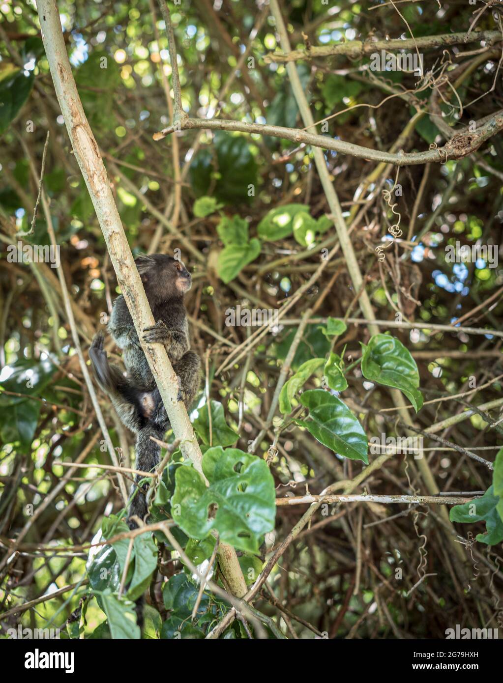 Un singe sagui dans la nature à Rio de Janeiro, Brésil. Le marmoset touffeté noir (callithirix penicillata) vit principalement dans les forêts de galeries néo-tropicales du plateau central brésilien. Banque D'Images