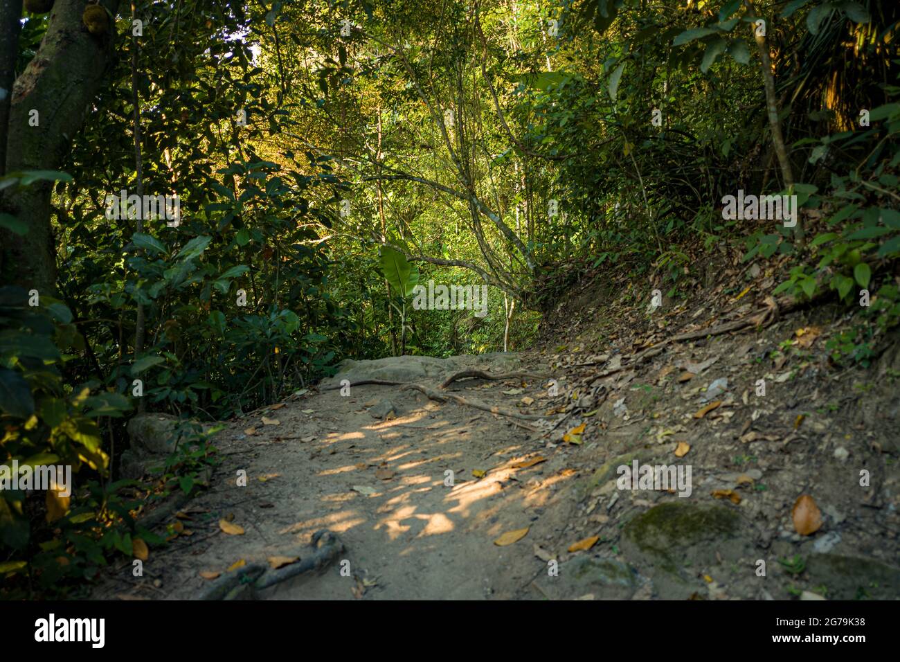 Sur le chemin du sommet de Pedra do Telegrafo, Barra de Guaratiba, Rio de Janeiro / Brésil Banque D'Images