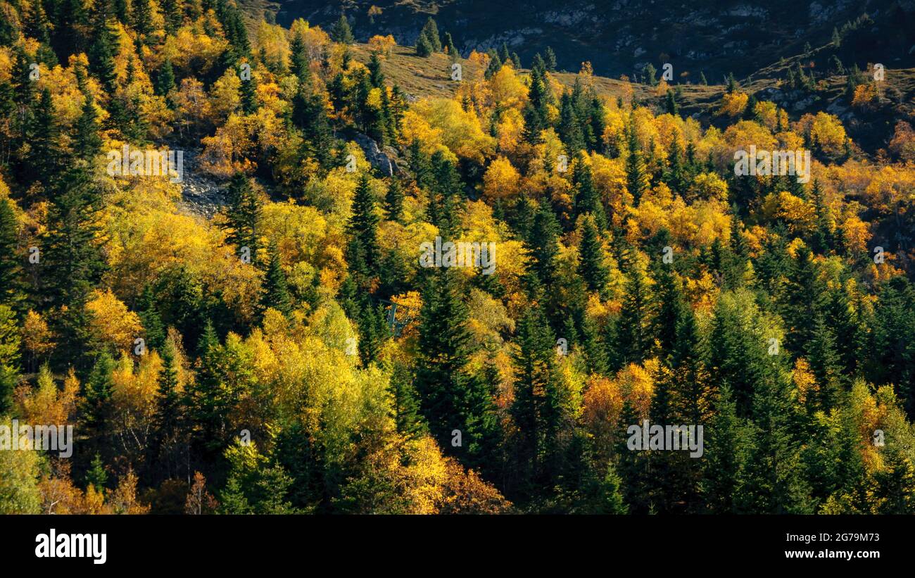 Forêt feuillue en automne sur la route du col de Pailhères (Ariège, Occitanie, France, Pyrénées) ESP: Bosque caducifolio en otoño Banque D'Images