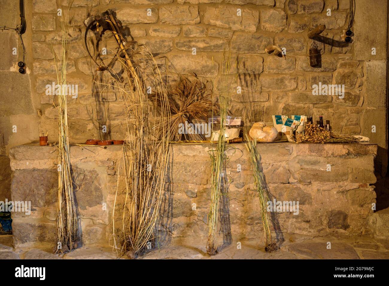 Différentes variétés de blé de Catalogne (blé dur, xeixa et conventionnel). Visite du Mas Terricabras en suivant la route du pain de Lluçanès (Catalogne) Banque D'Images Différentes variétés de blé de Catalogne (blé dur, xeixa et conventionnel). Visite du Mas Terricabras en suivant la route du pain de Lluçanès (Catalogne) Banque D'Images